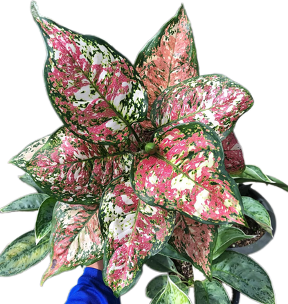 Aglaonema Anyamanee Tricolor
