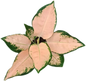 Aglaonema Kochin Sutra
