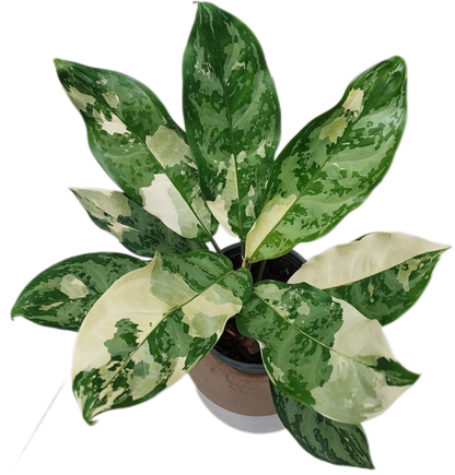 Aglaonema Manila Pride