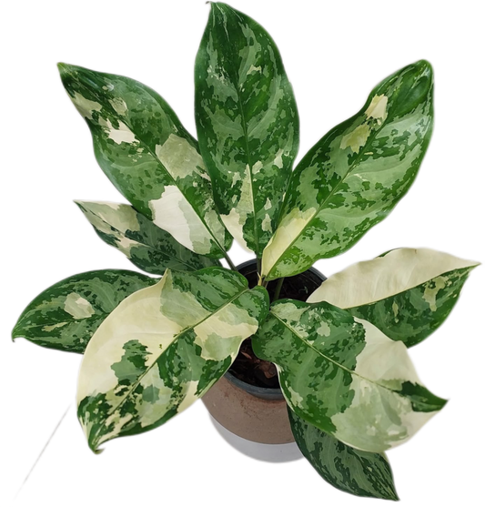 Aglaonema Manila Pride