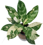 Aglaonema Manila Pride