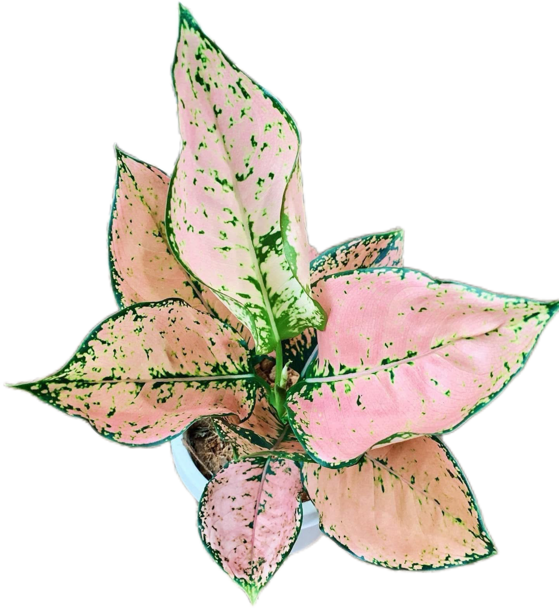 Aglaonema Orange Stardust
