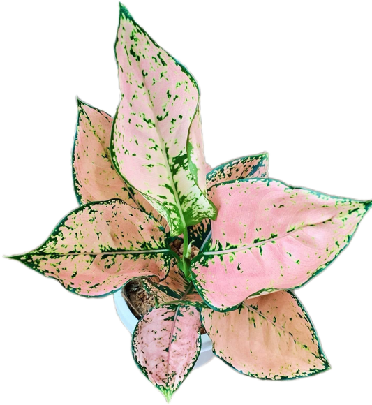 Aglaonema Orange Stardust