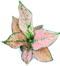 Aglaonema Orange Stardust