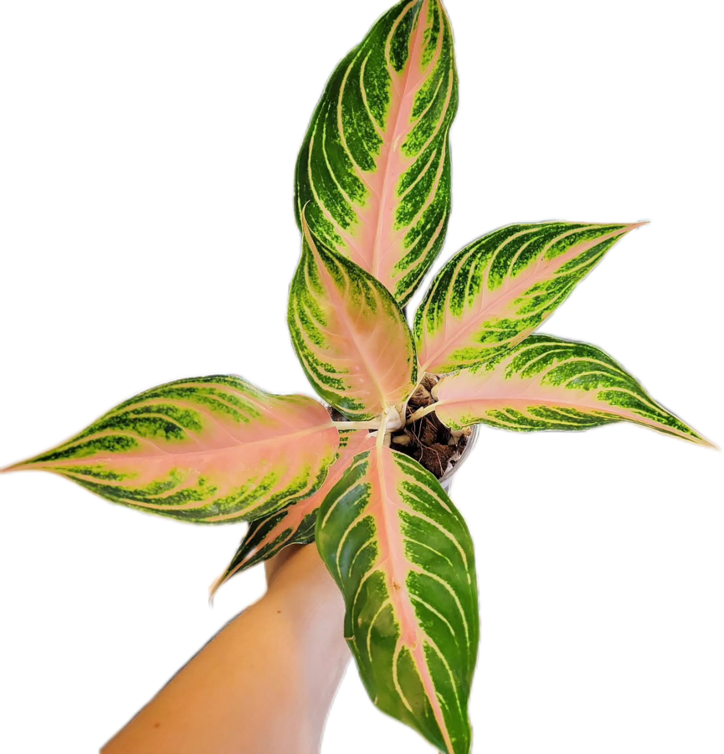 Aglaonema Pink Sunset