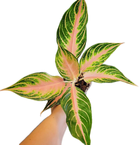Aglaonema Pink Sunset