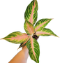 Aglaonema Pink Sunset
