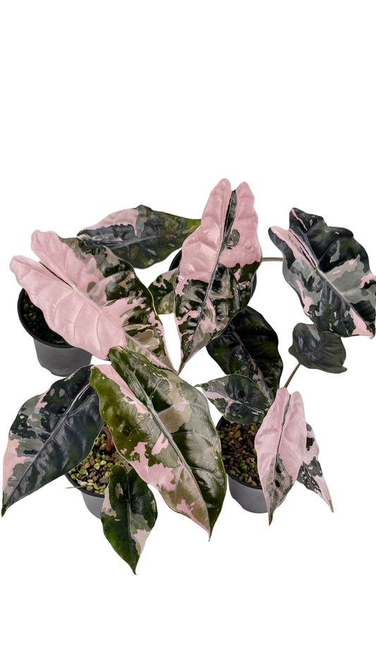 Alocasia Chantrieri Pink Variegated