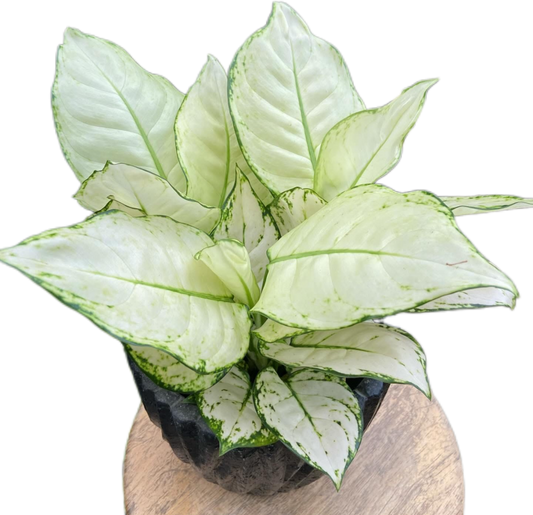 Aglaonema Super White