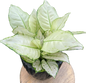 Aglaonema Super White