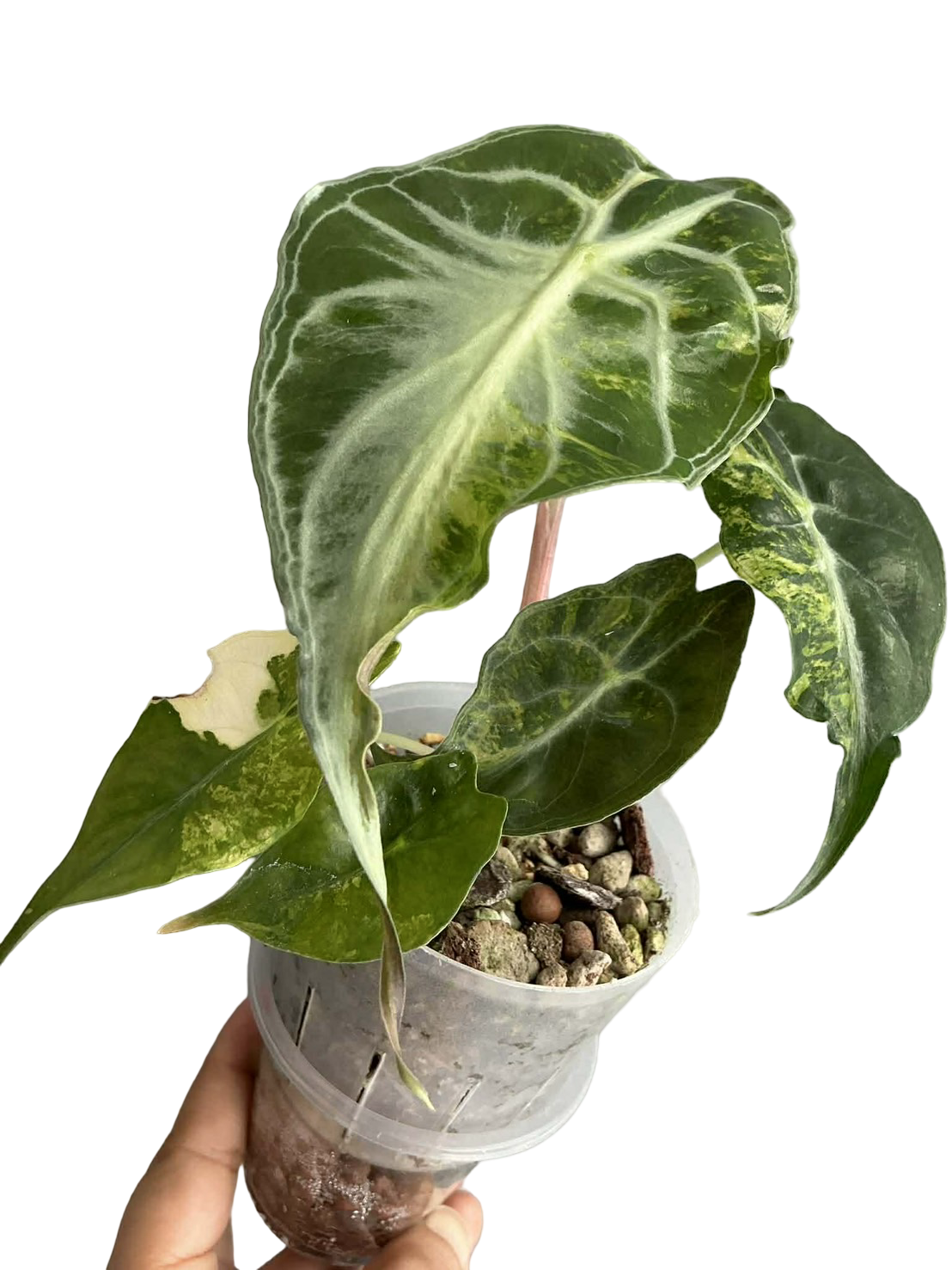 Alocasia ‘Venom’ Aurea Variegated