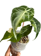 Alocasia ‘Venom’ Aurea Variegated