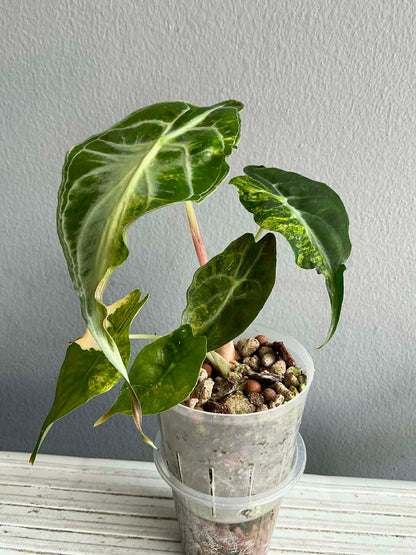 Alocasia ‘Venom’ Aurea Variegated