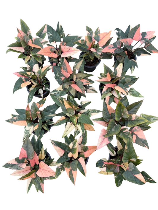 Homalomena Rubescens ‘Pink Diamond’ Variegated – Set of 10 Plants (Large Bushy Clumps)
