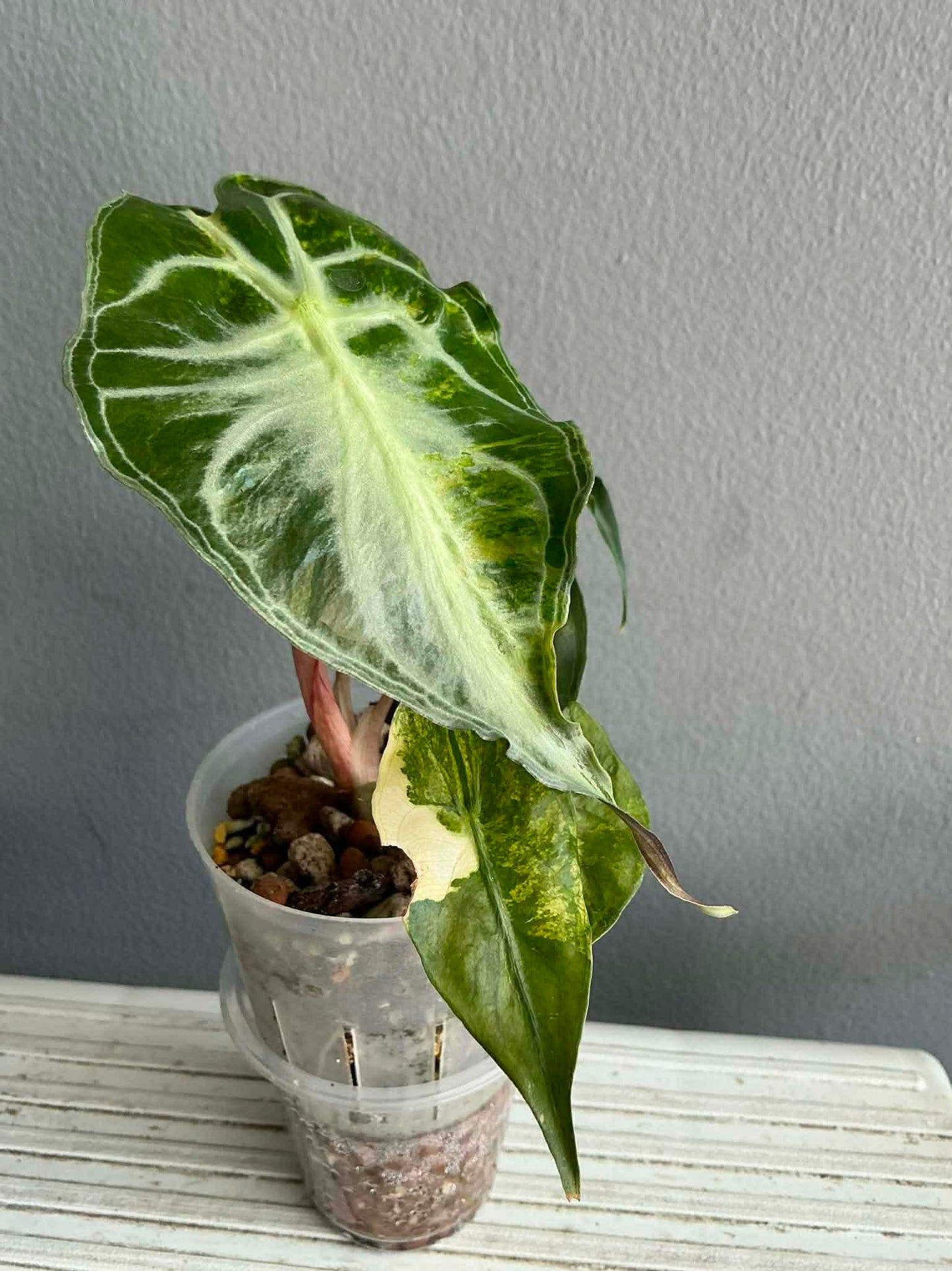 Alocasia ‘Venom’ Aurea Variegated