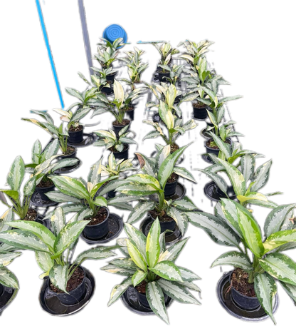 Aglaonema Suvarnabhumi Variegated