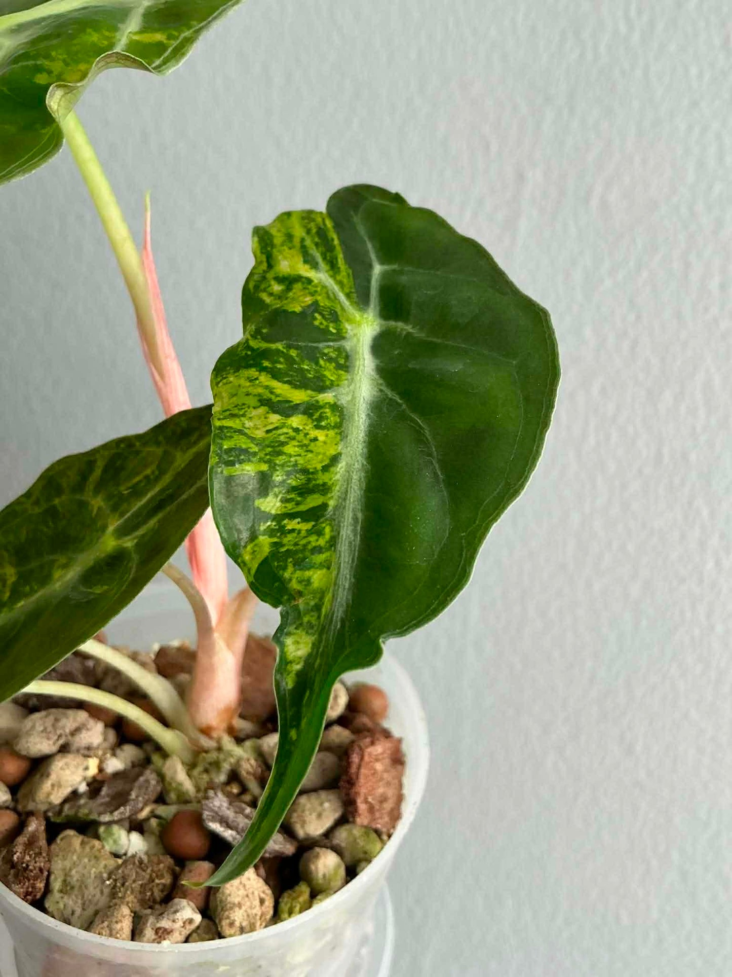 Alocasia ‘Venom’ Aurea Variegated