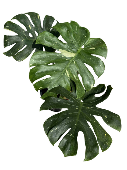 Monstera Thai Constellation Mutation (Round Leaf Form) — Actual Plant