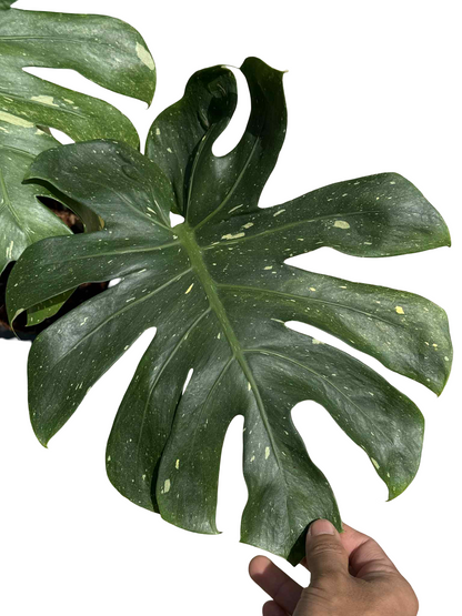 Monstera Thai Constellation Mutation (Round Leaf Form) — Actual Plant