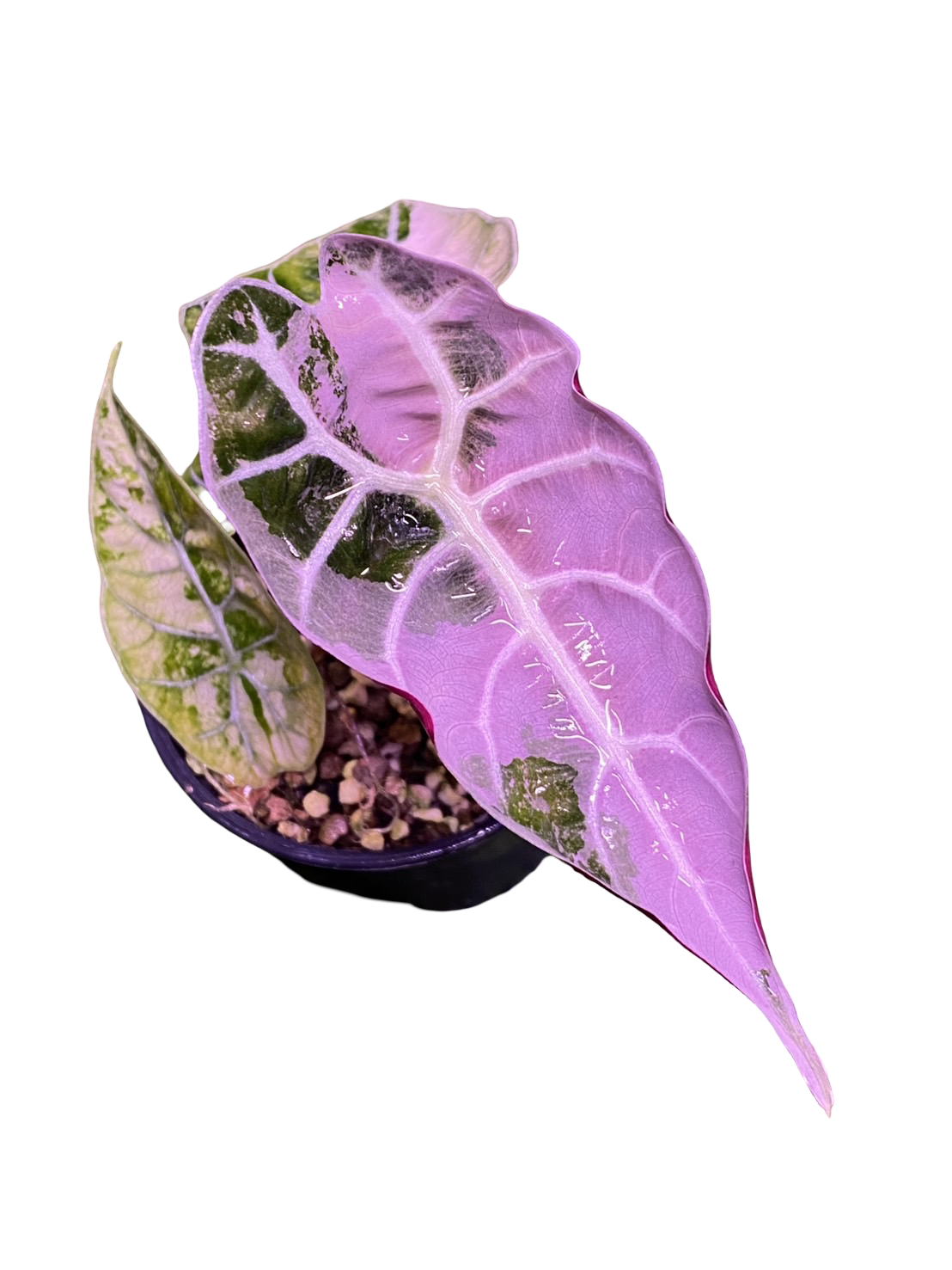 ワトソニア斑入り Alocasia Watsoniana Pink var Alocasia Watsoniana pink variegated