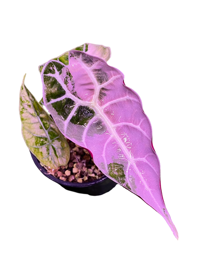Alocasia Watsoniana Pink Variegated