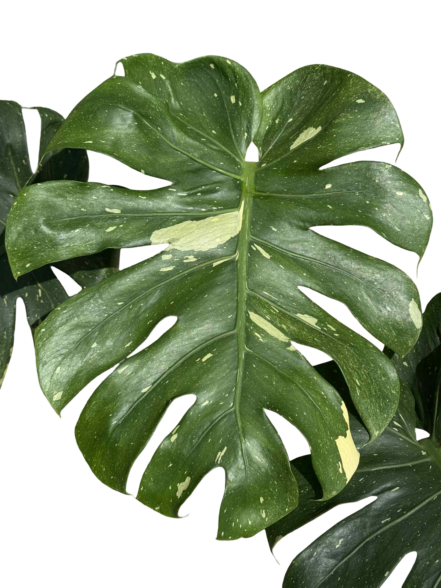 Monstera Thai Constellation Mutation (Round Leaf Form) — Actual Plant