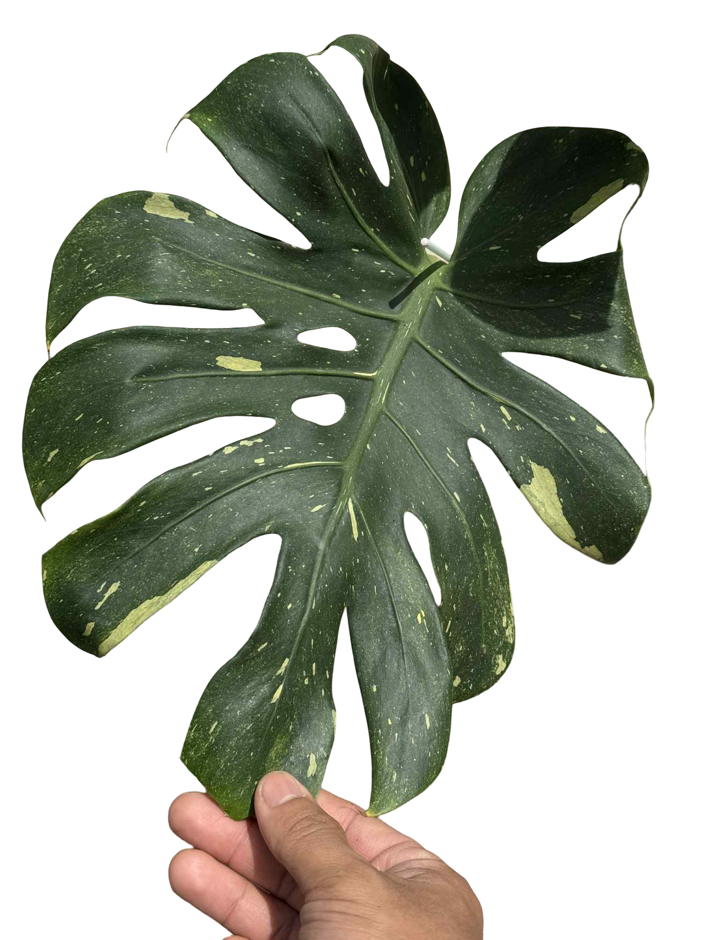 Monstera Thai Constellation Mutation (Round Leaf Form) — Actual Plant