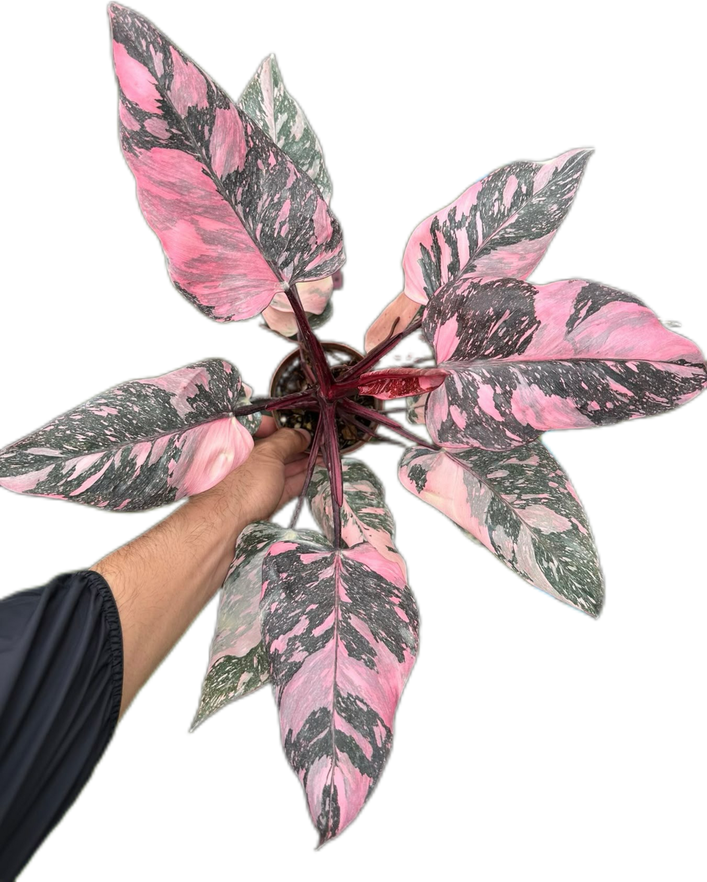 Philodendron Pink Princess Galaxy Set of 10 Plants