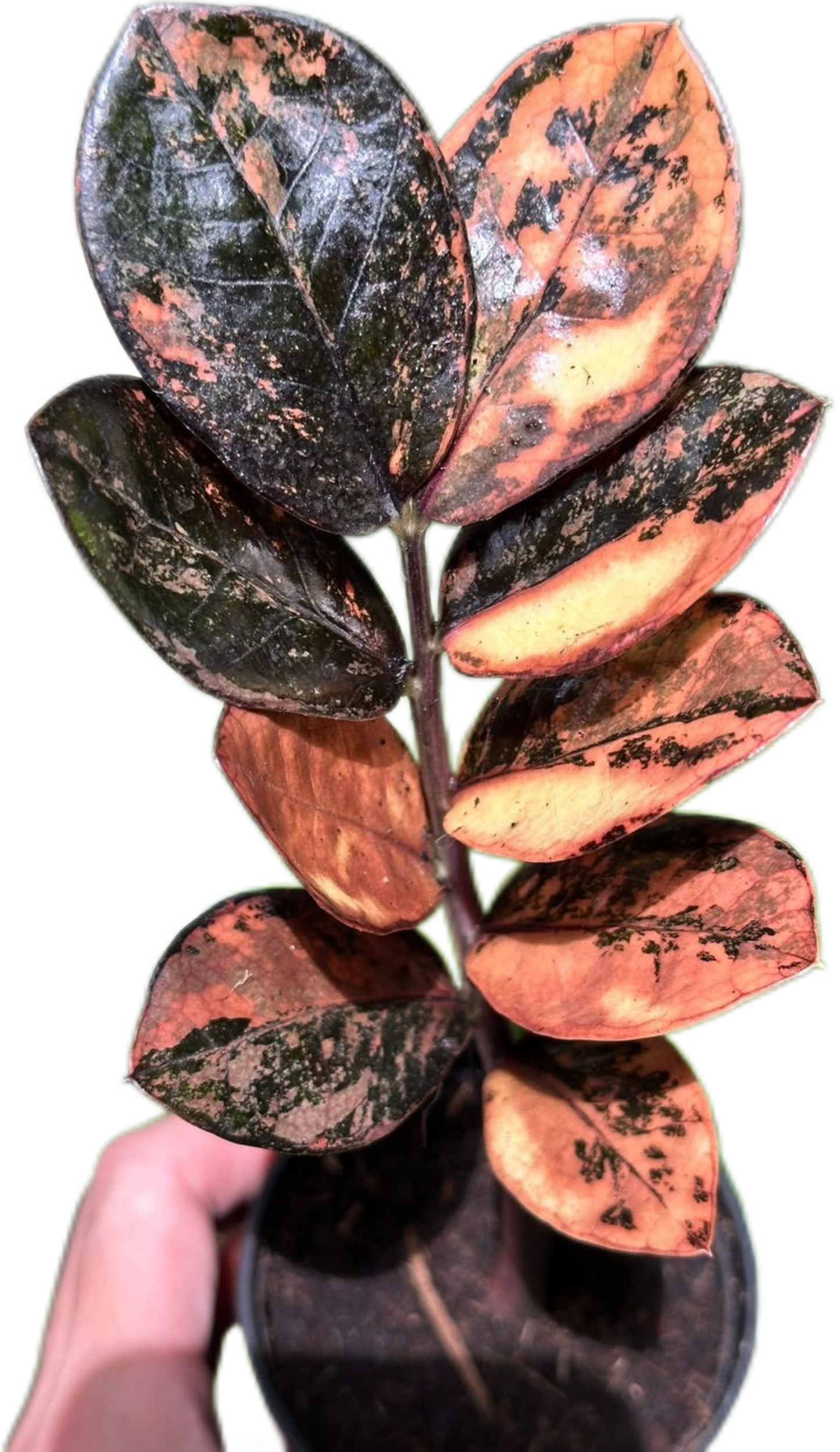 Zamioculcas zamiifolia Black Raven Pink Variegated