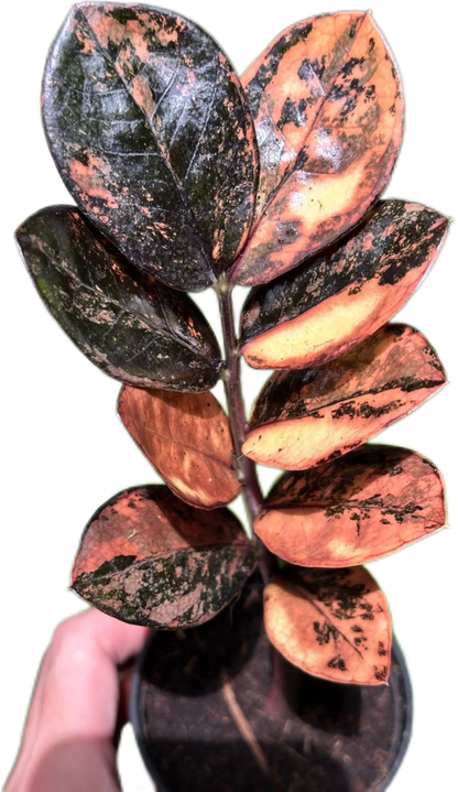 Zamioculcas zamiifolia Black Raven Pink Variegated