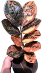 Zamioculcas zamiifolia Black Raven Pink Variegated