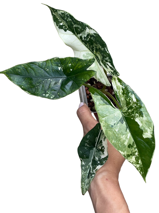 Alocasia Simpo Albo Variegated