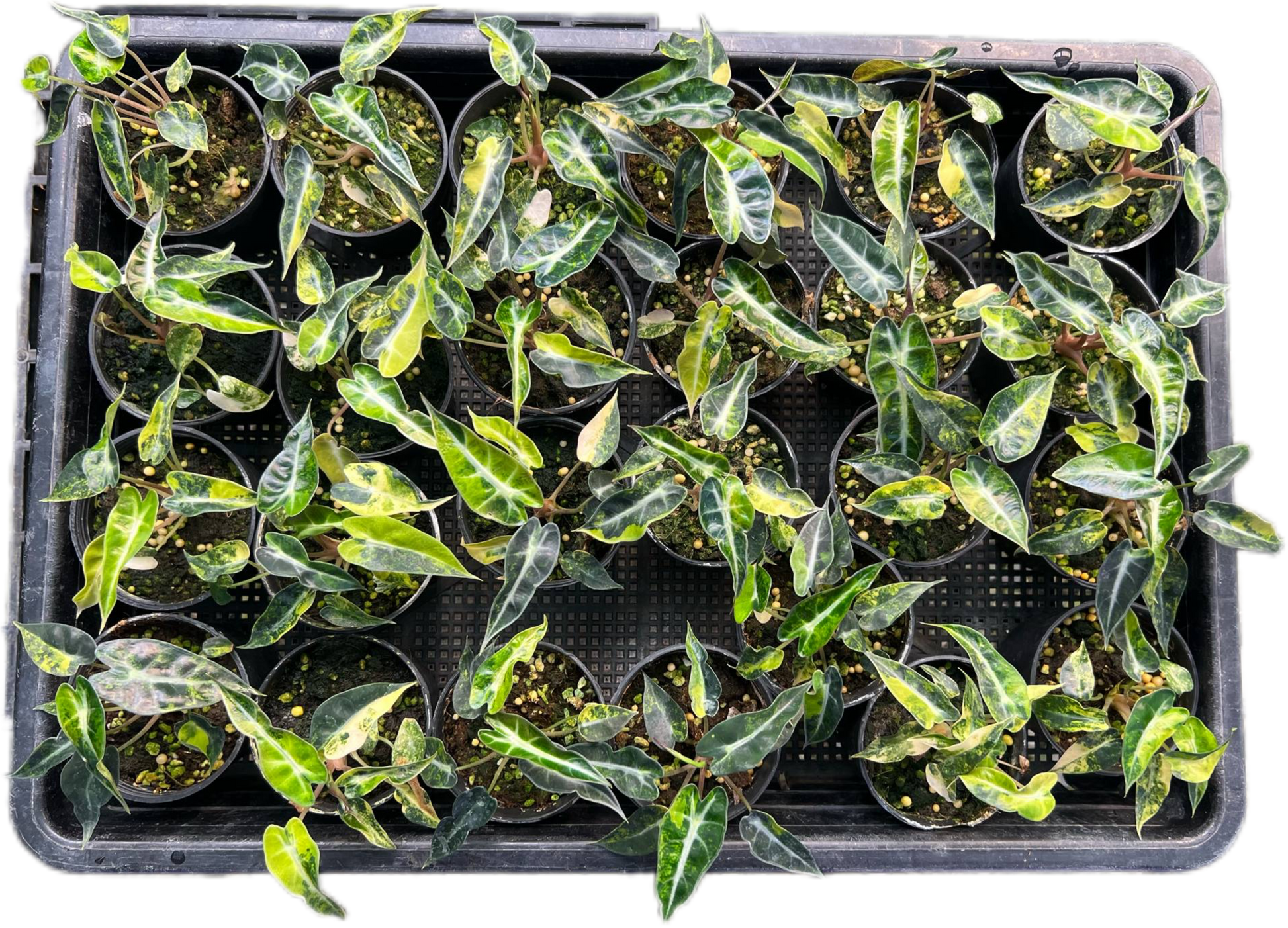 Alocasia Bambino Aurea Variegated Set of 10 plants