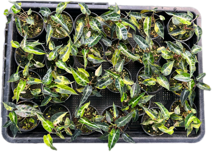 Alocasia Bambino Aurea Variegated Set of 10 plants