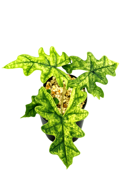 Alocasia Jacklyn Mystic Variegated