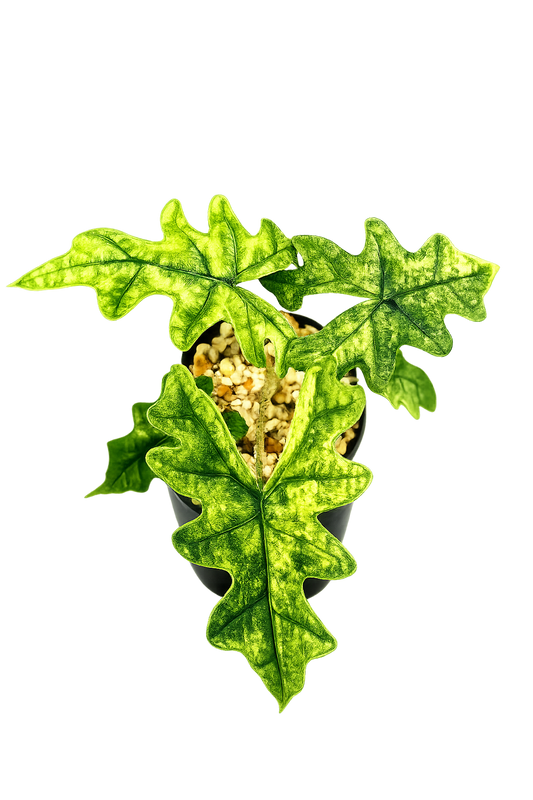 Alocasia Jacklyn Mystic Variegated
