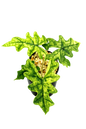 Alocasia Jacklyn Mystic Variegated