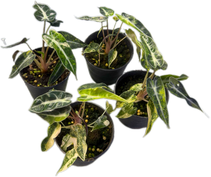 Alocasia Bambino Aurea Variegated Set of 10 plants