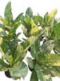 Dieffenbachia Sp. Variegated – Wholesale Set of 10 Live Plants