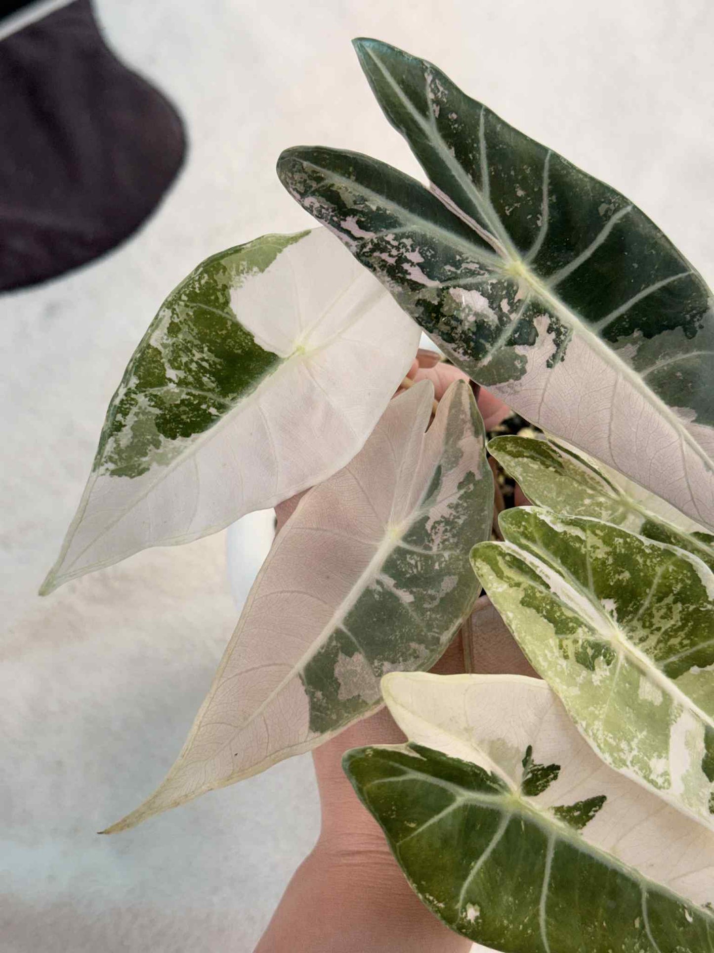 Alocasia Black Satun Pink Variegated Rare Plant – Exact Plant for Sale