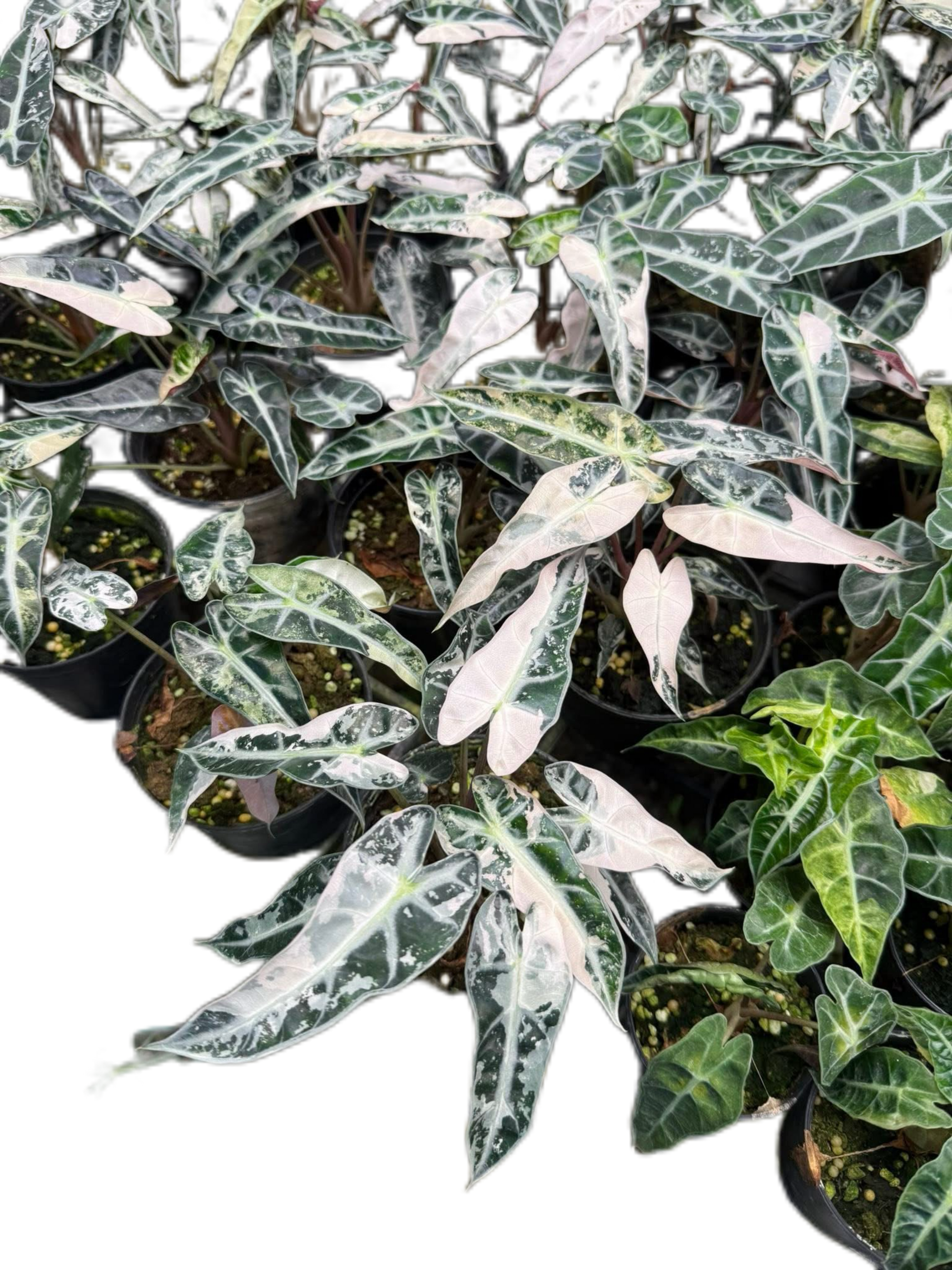 Alocasia Bambino Pink Variegated Set of 10 plants