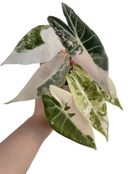 Alocasia Black Satun Pink Variegated Rare Plant – Exact Plant for Sale