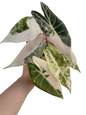 Alocasia Black Satun Pink Variegated Rare Plant – Exact Plant for Sale