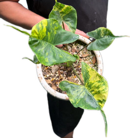 Alocasia Stingray Aurea Variegated