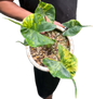 Alocasia Stingray Aurea Variegated