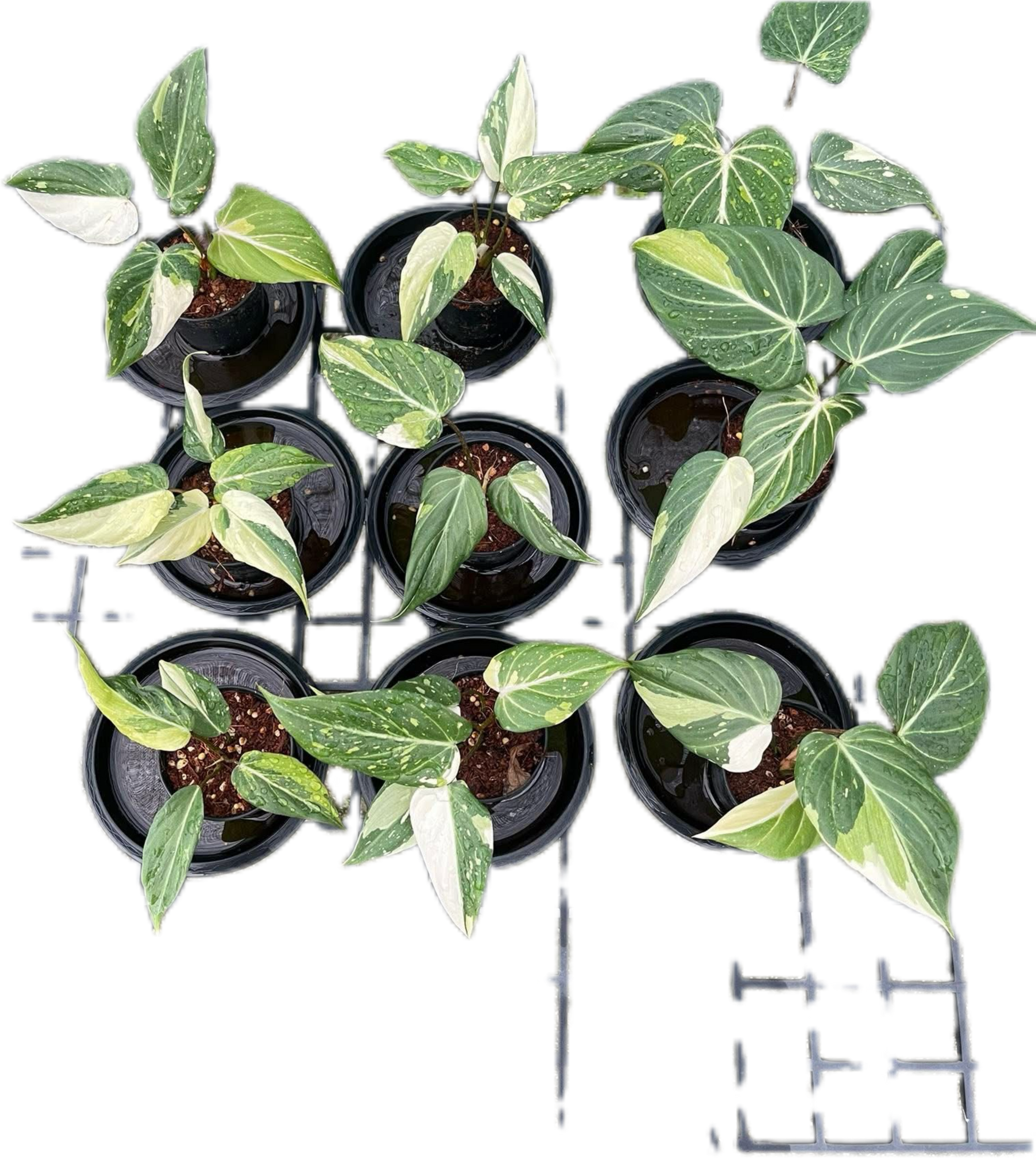 Philodendron Gloriosum Variegated Set of 10 plants Wholesale 