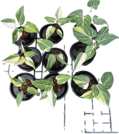 Philodendron Gloriosum Variegated Set of 10 plants Wholesale 