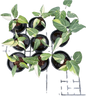 Philodendron Gloriosum Variegated Set of 10 plants Wholesale 