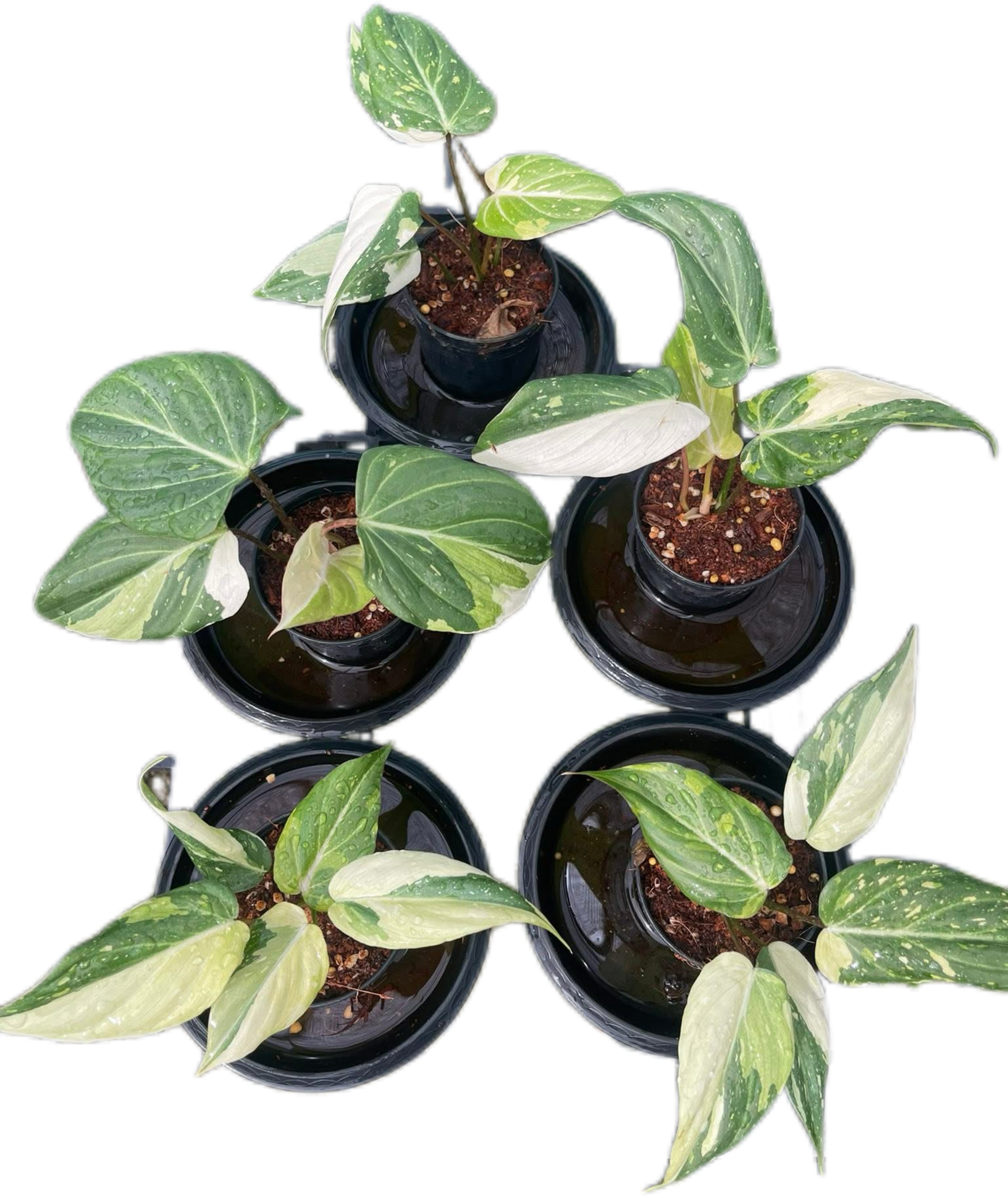 Philodendron Gloriosum Variegated