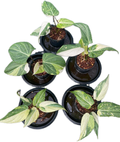 Philodendron Gloriosum Variegated